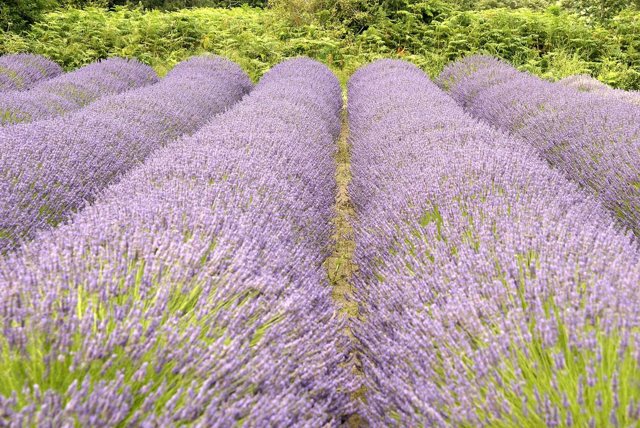 Jersey Lavender Farm